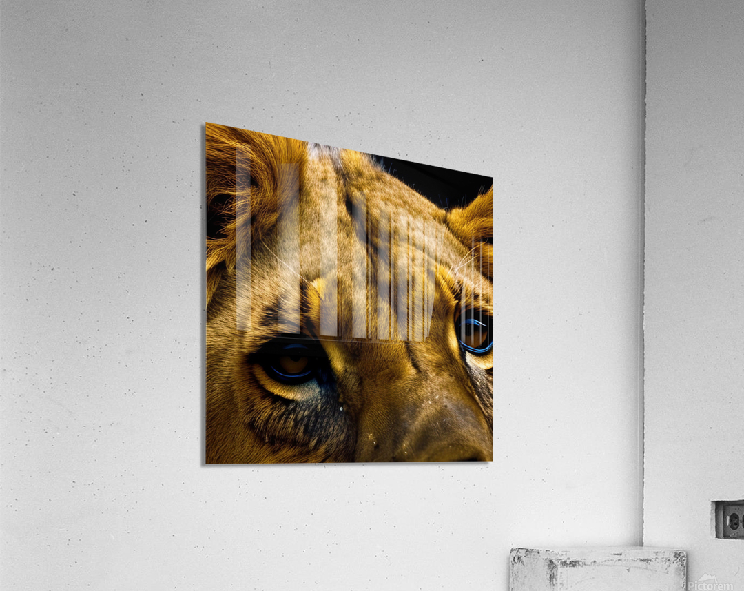 Focused. Eyes. Acrylic Print