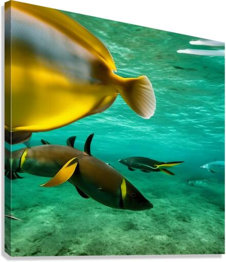 The Tail End. Canvas Print