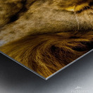 Focused. Eyes. Metal print