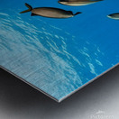 School of Fish.  Metal print