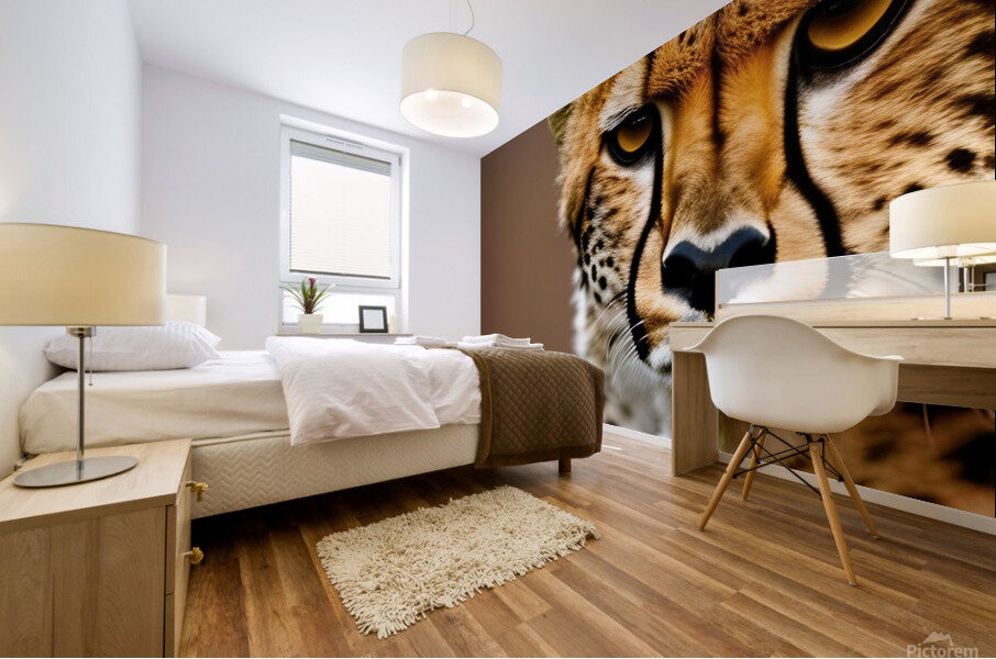 Before the Chase. Cheetah. Mural print