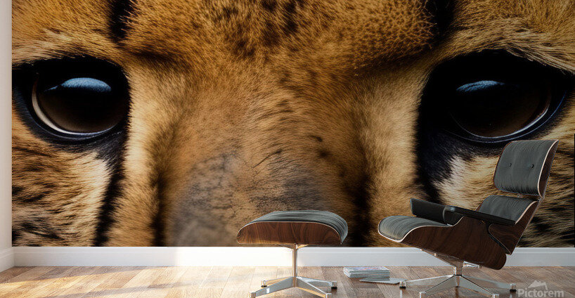 Cheetah Eyes Wall Murals