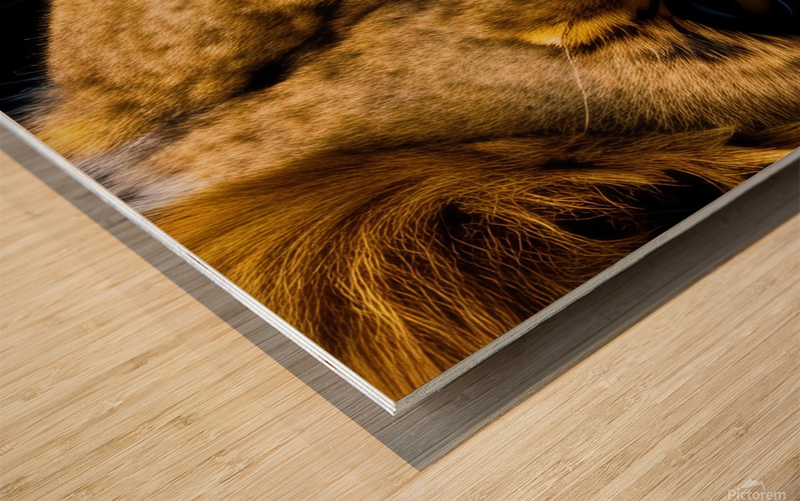 Focused. Eyes. Wood print