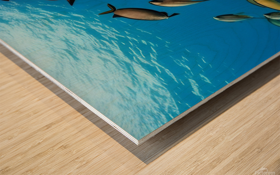 School of Fish.  Wood print